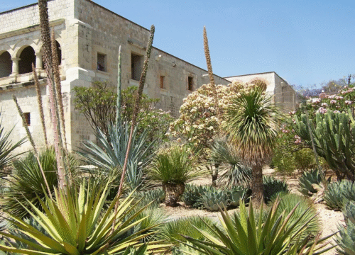 Oaxaca’s Ethnobotanical Garden: Where Nature Becomes a Living Story
