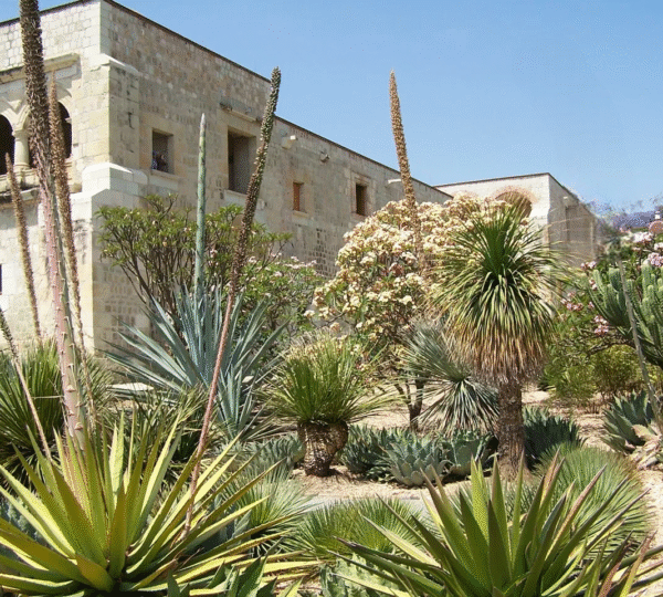 Oaxaca’s Ethnobotanical Garden: Where Nature Becomes a Living Story