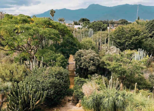Why is the Ethnobotanical Garden in Oaxaca so special?