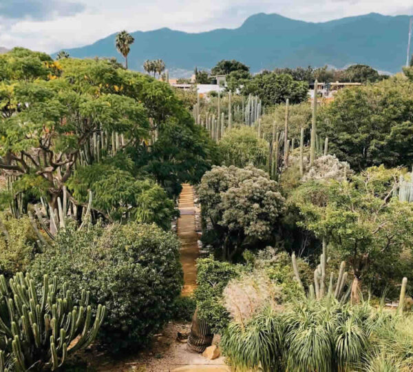Why is the Ethnobotanical Garden in Oaxaca so special?
