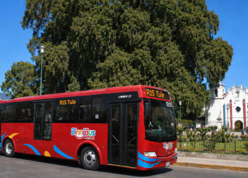 Taking the BinniBus to the Tule Tree in Oaxaca: A Guide to the New RA-15 Route Extension