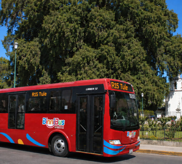 Taking the BinniBus to the Tule Tree in Oaxaca: A Guide to the New RA-15 Route Extension