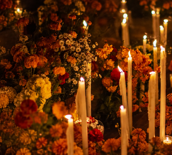 Cempasúchil : la légende et la signification du souci mexicain pour le Día de Muertos