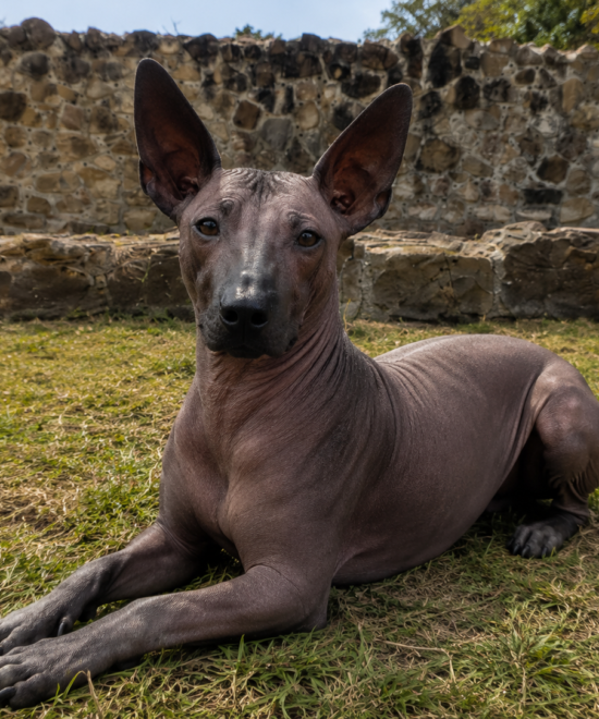 The Dogs of the Underworld: The Role of Xoloitzcuintlis in Zapotec Death Myths