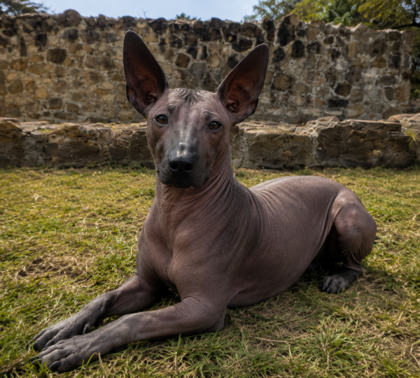 The Dogs of the Underworld: The Role of Xoloitzcuintlis in Zapotec Death Myths